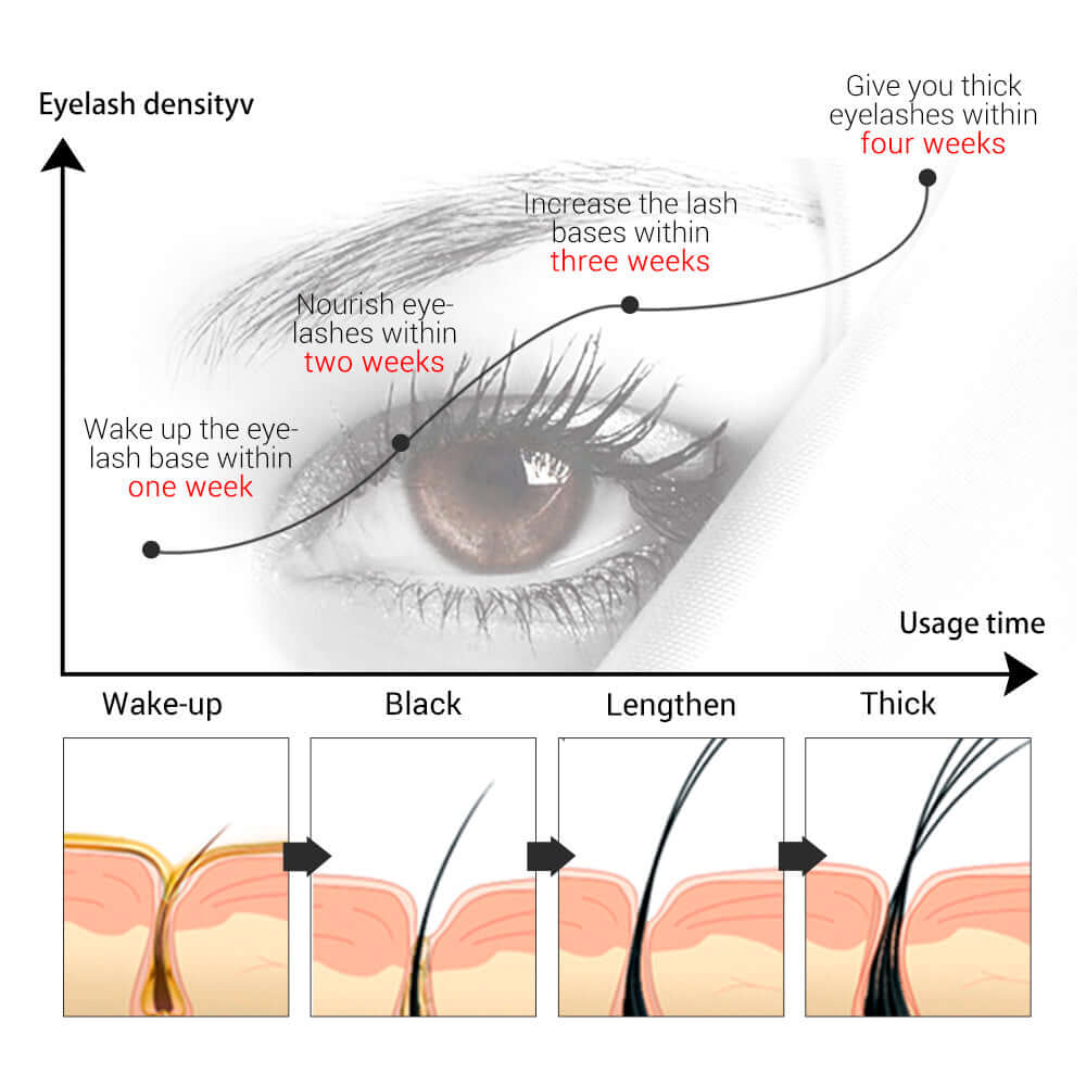 Stages of growth of lashes  after application of premium lash growth serum 