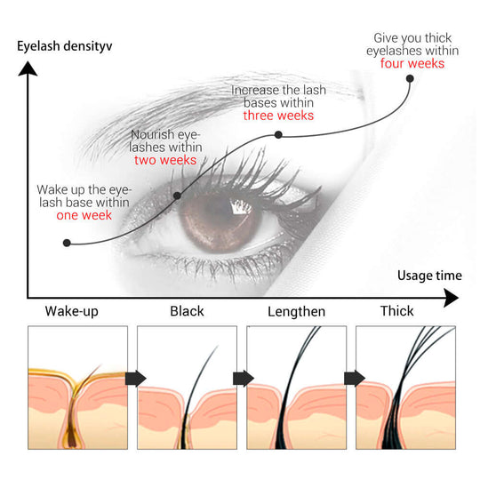 Stages of growth of lashes  after application of premium lash growth serum 